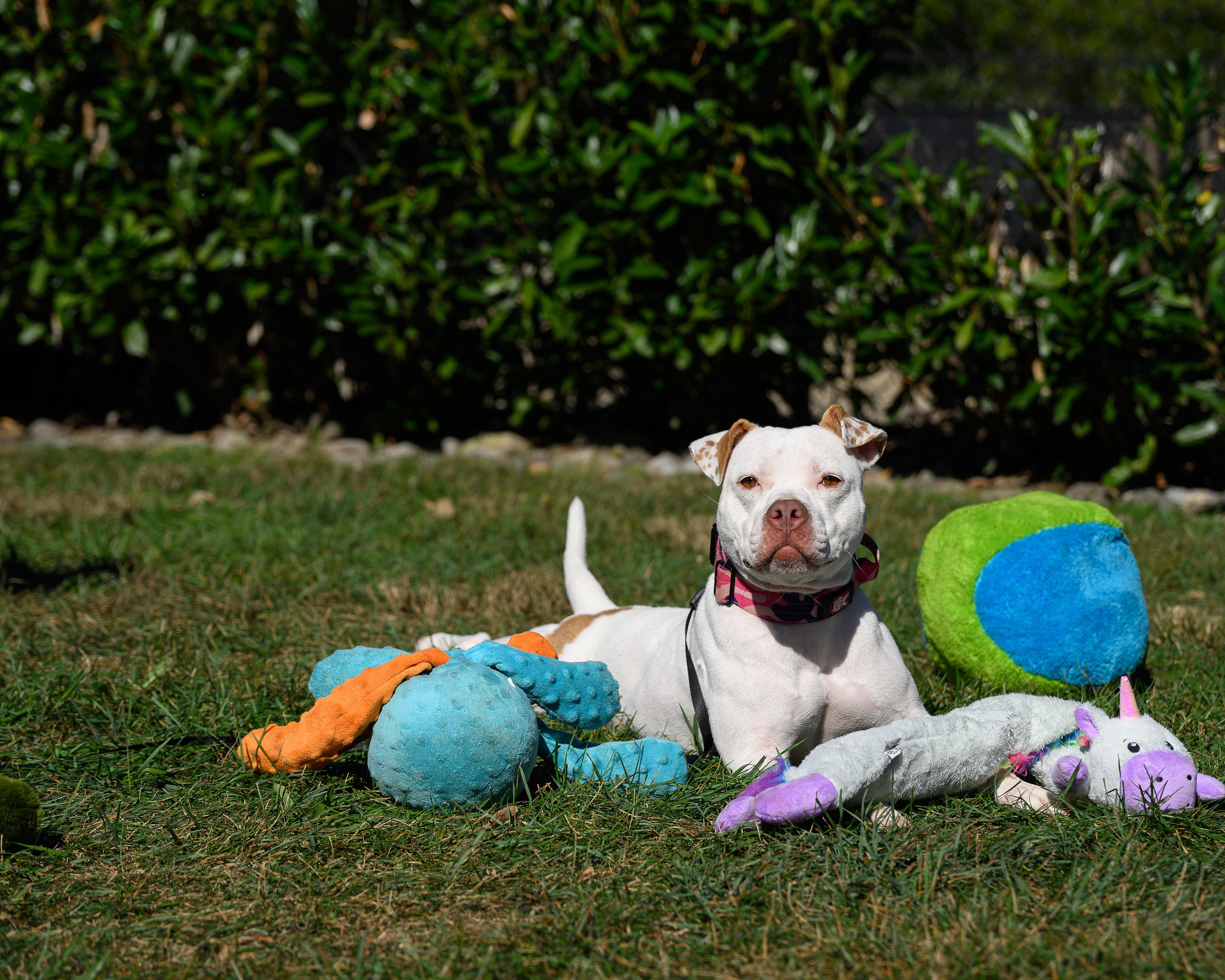 Enlarge Mini Pearl, a Adoptable mixed breed in Montclair, NJ image 2/4