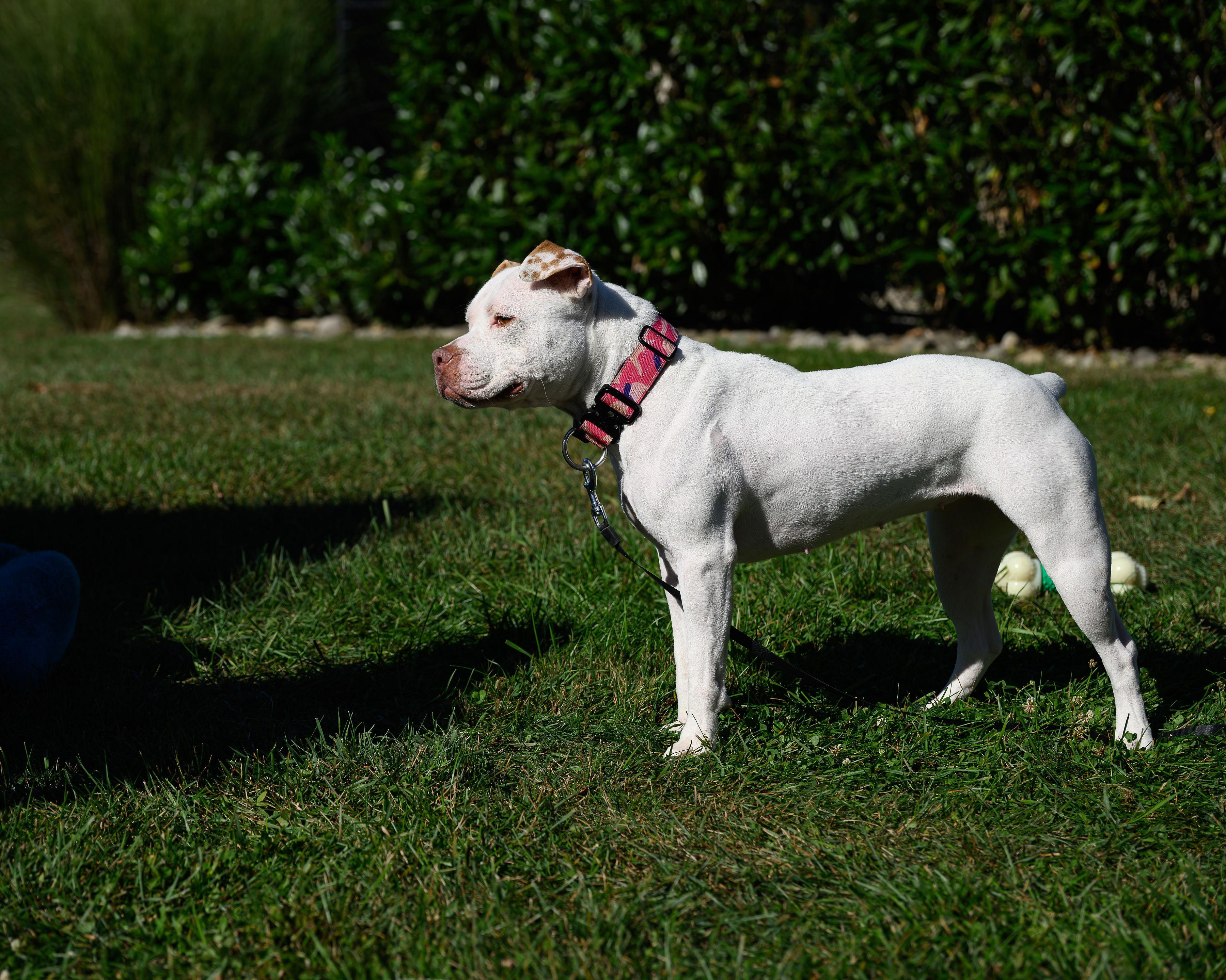 Enlarge Mini Pearl, a Adoptable mixed breed in Montclair, NJ image 3/4