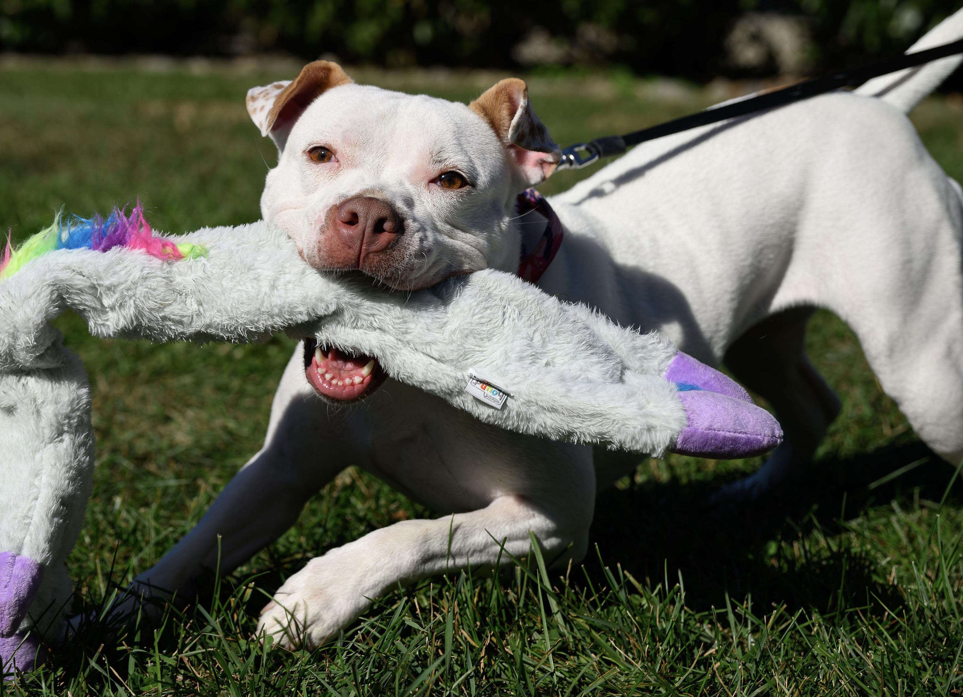 Enlarge Mini Pearl, a Adoptable mixed breed in Montclair, NJ image 4/4