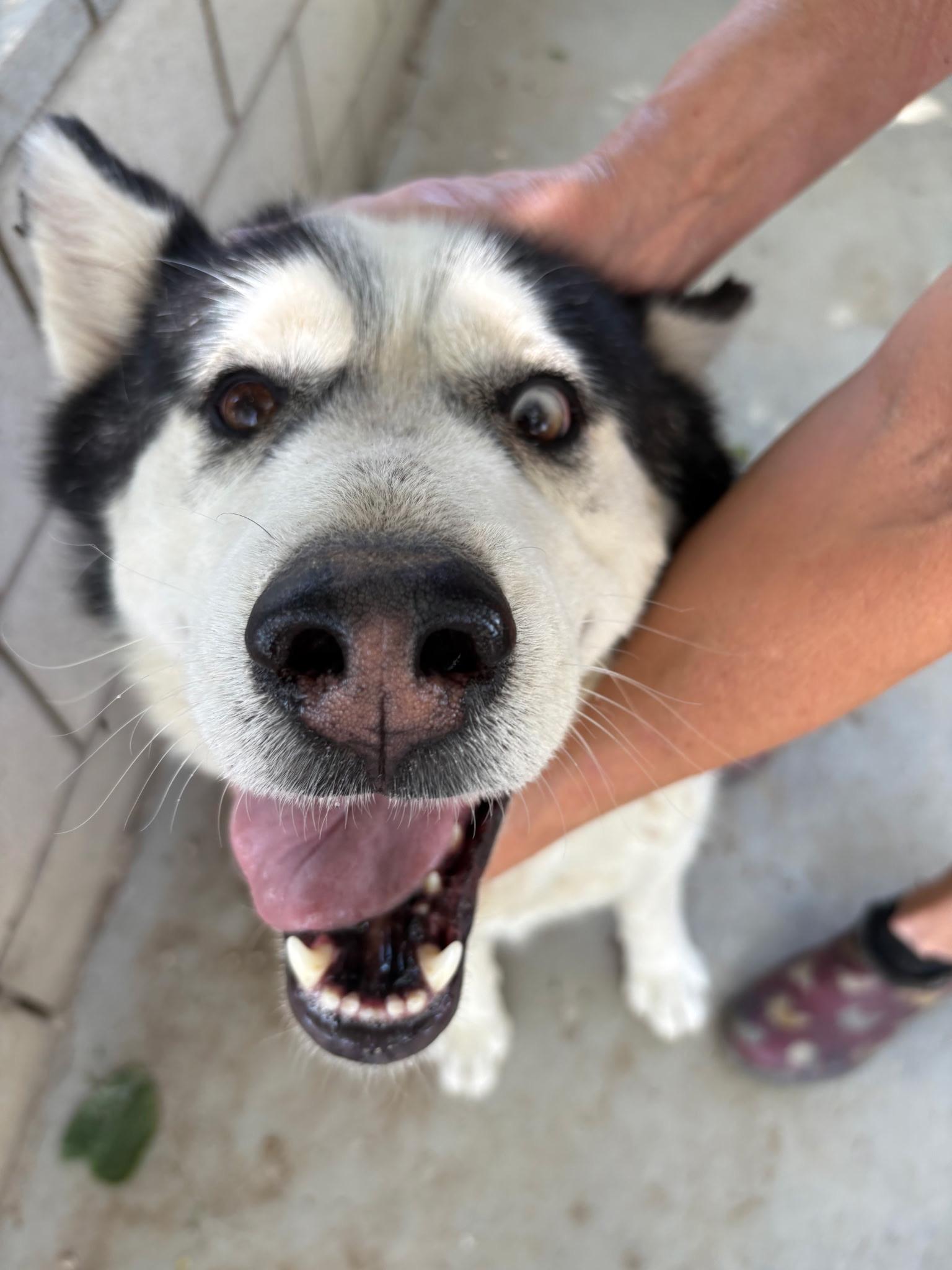 Frank, Adoptable, Adult Male Husky.