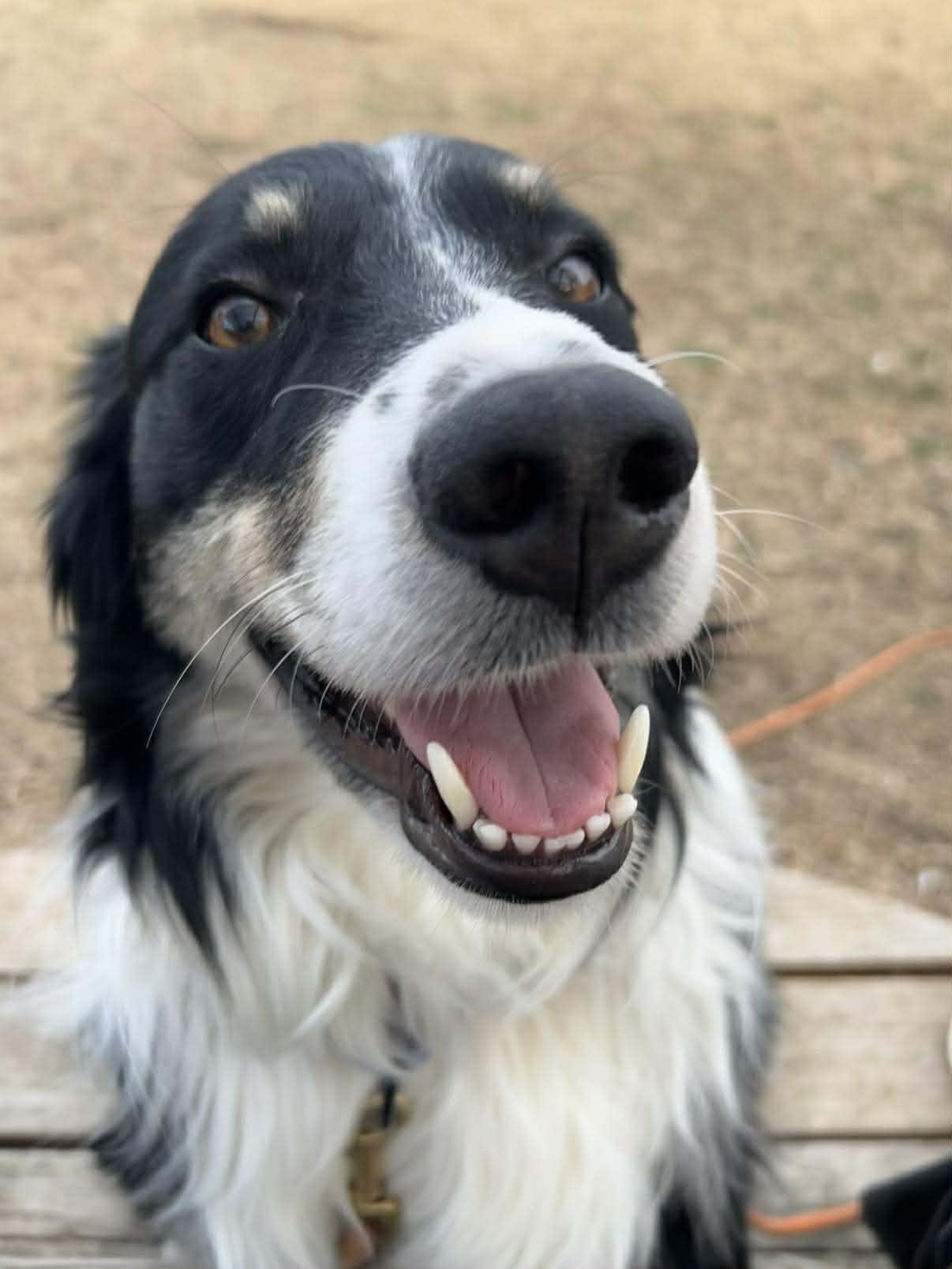 Enlarge Ryder, a Adoptable Border Collie in Wichita, KS image 2/3