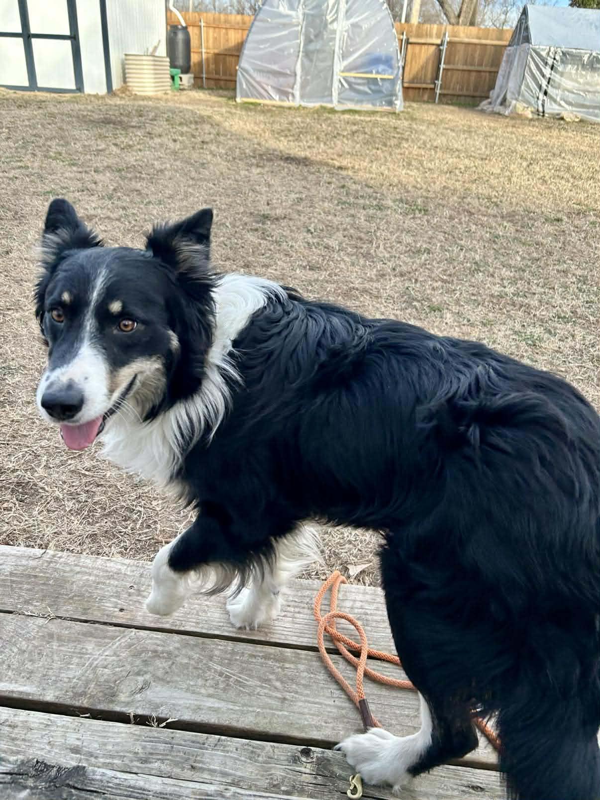 Enlarge Ryder, a Adoptable Border Collie in Wichita, KS image 3/3
