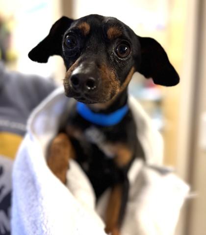 Enlarge Blades, a ADOPTABLE Mixed Breed in Missoula, MT image 1/1