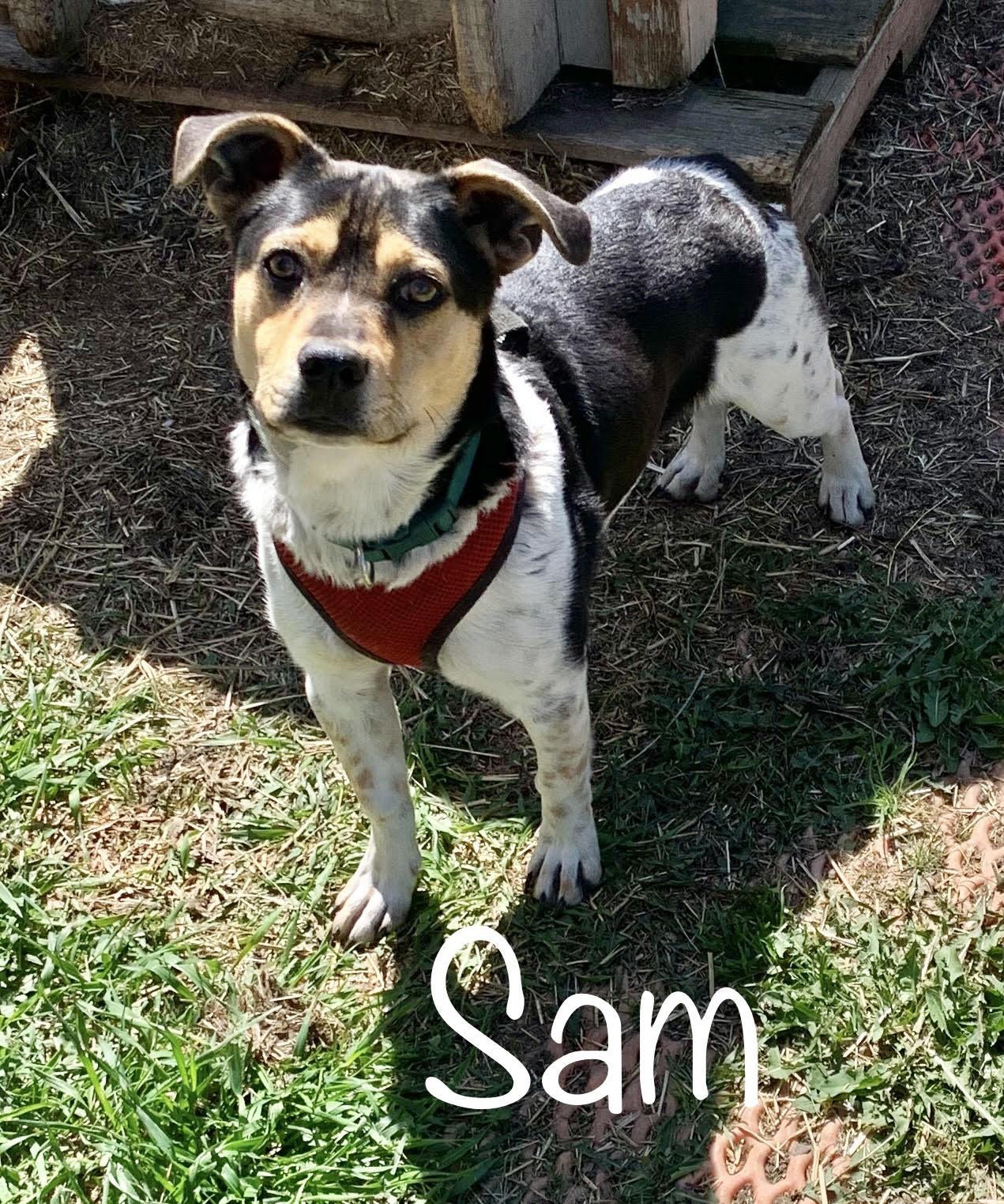 Sam * OK
