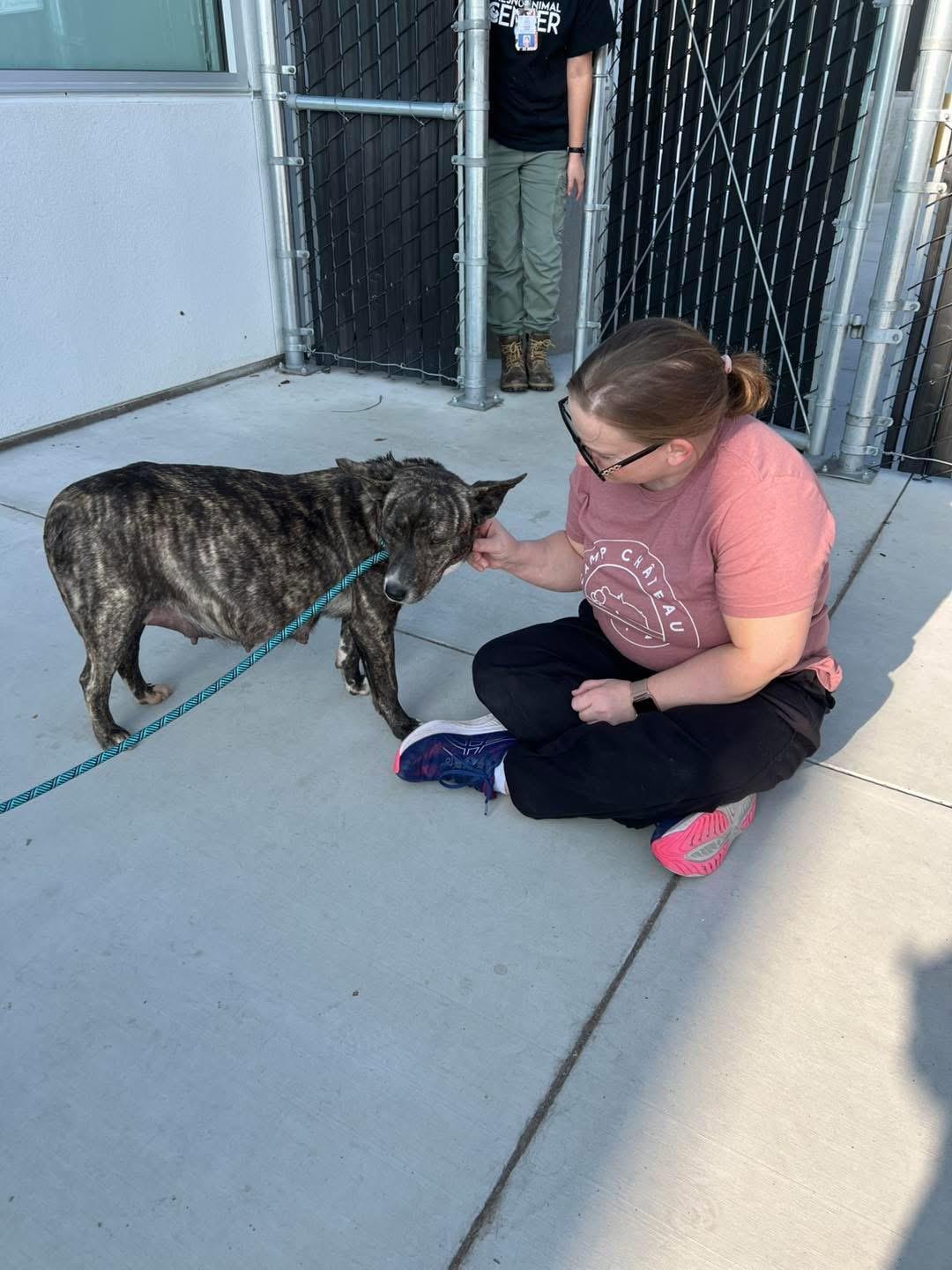 Enlarge Noemi , a ADOPTABLE mixed breed in Eugene, OR image 3/6