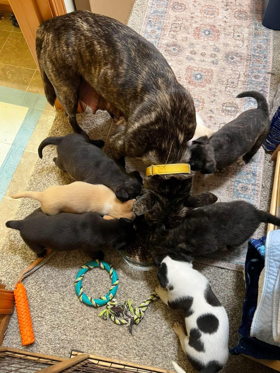 Enlarge Noemi , a ADOPTABLE mixed breed in Eugene, OR image 2/6