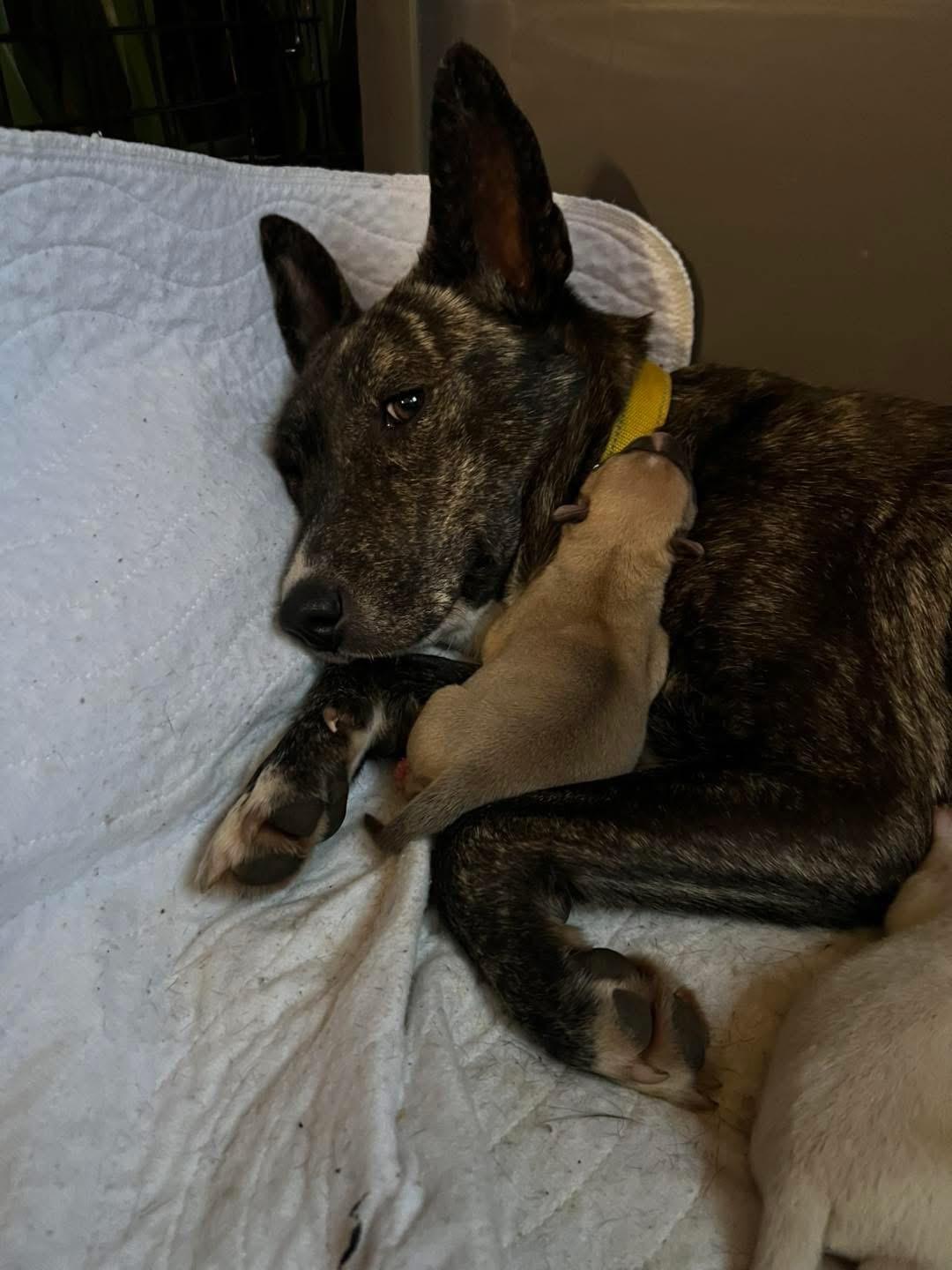 Enlarge Noemi , a ADOPTABLE mixed breed in Eugene, OR image 6/6