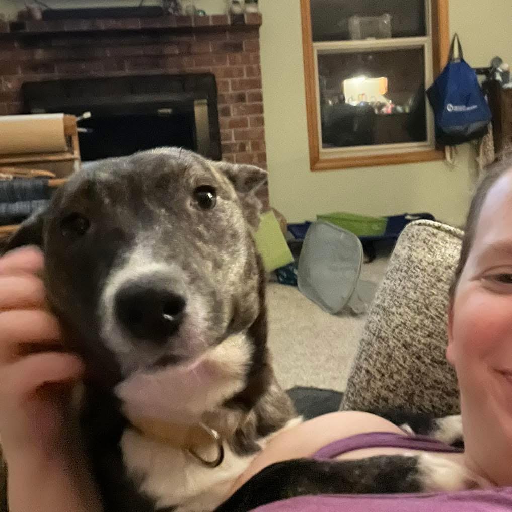 Noemi , ADOPTABLE, Adult Female Pit Bull Terrier.