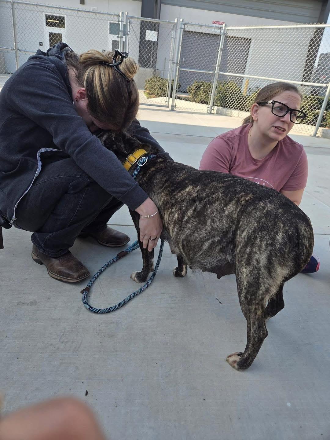 Enlarge Noemi , a ADOPTABLE mixed breed in Eugene, OR image 4/6
