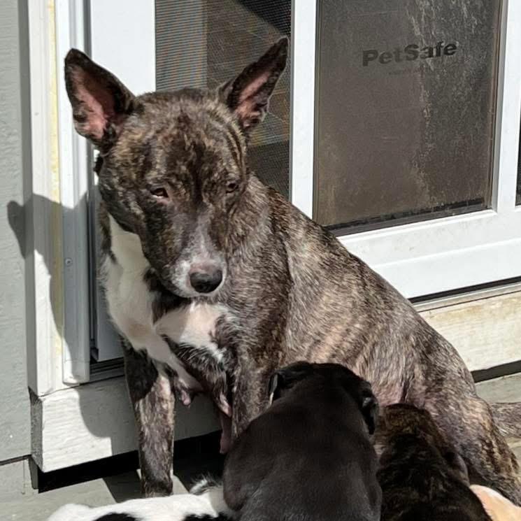 Enlarge Noemi , a ADOPTABLE mixed breed in Eugene, OR image 5/6