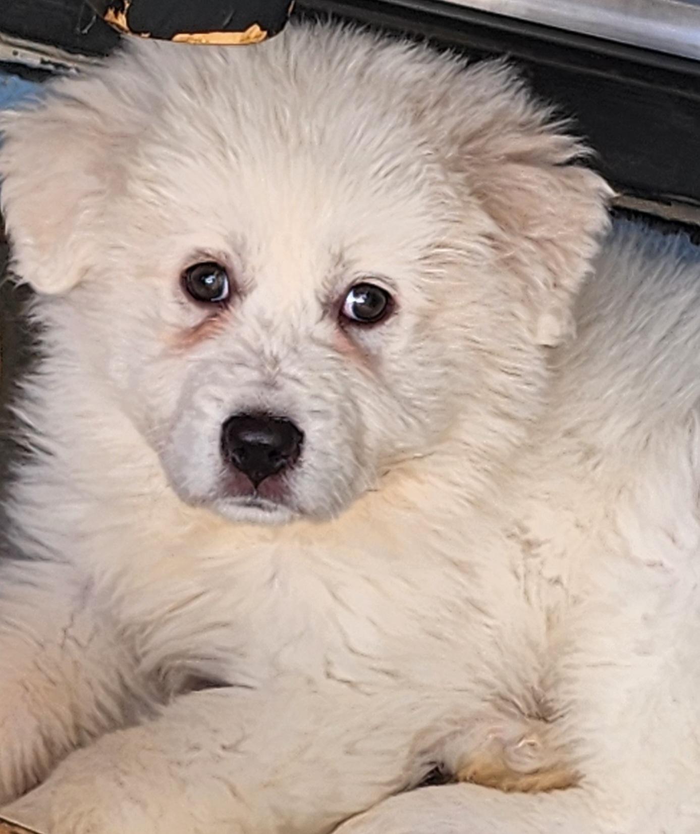 Abbie, Adopted, Puppy Female Great Pyrenees & Labrador Retriever.