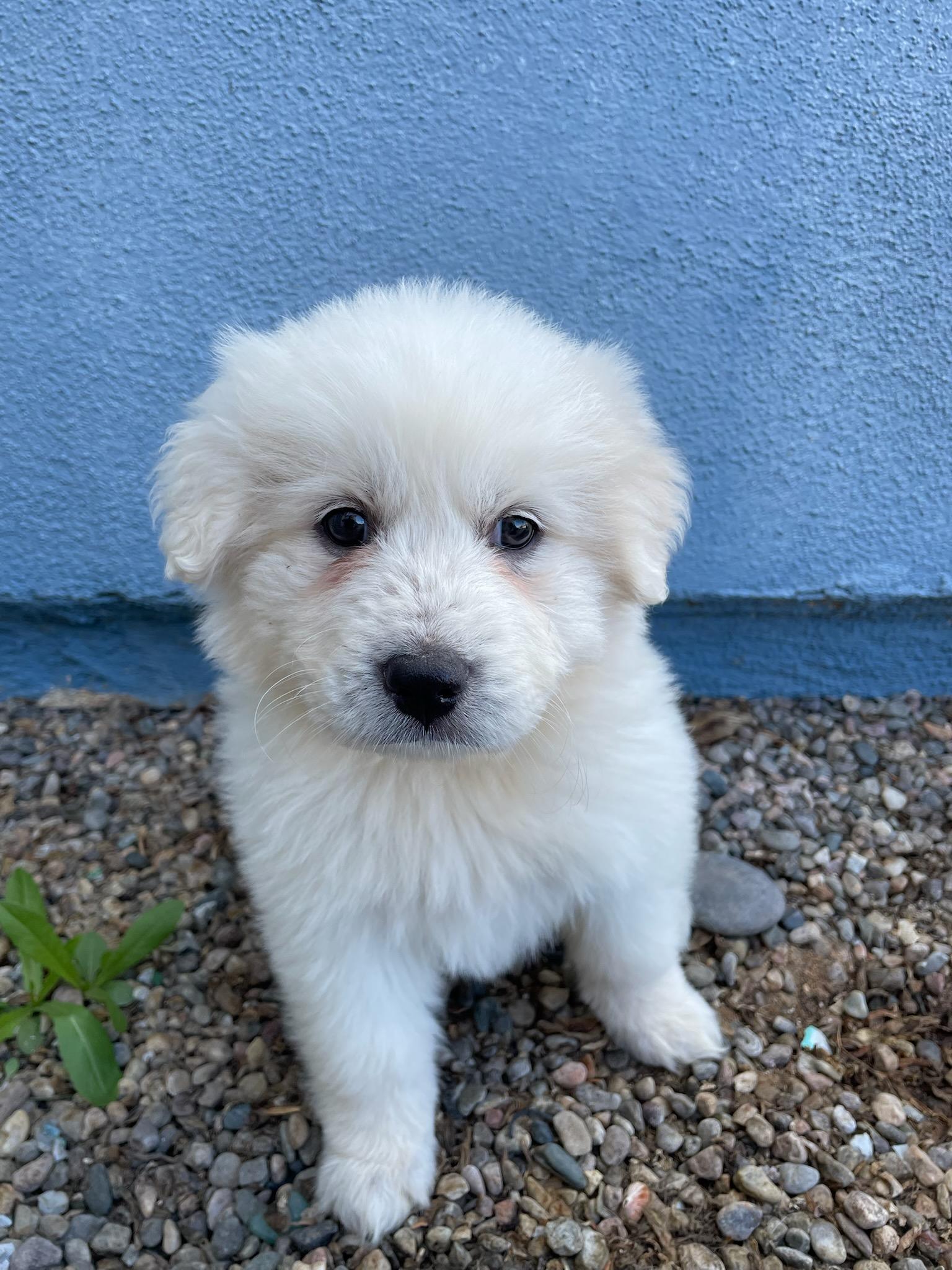 Enlarge Abbie, a Adopted mixed breed in Victorville, CA image 2/2