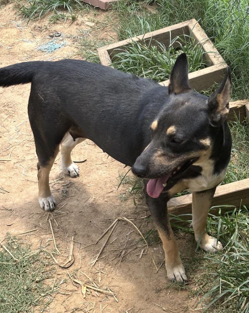 Holly - mama to 8, Adoptable, Young Female Catahoula Leopard Dog & Hound.