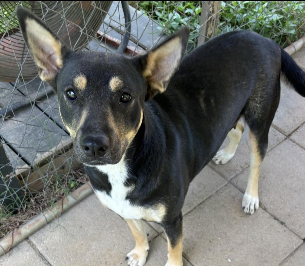 Holly - mama to 8, a Adoptable mixed breed in Lancaster, PA image 2/6