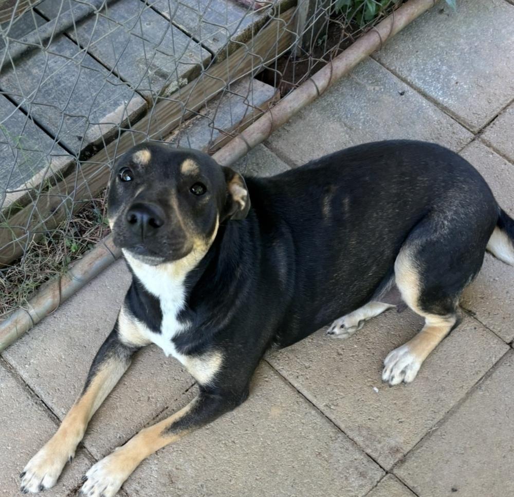 Holly - mama to 8, a Adoptable mixed breed in Lancaster, PA image 3/6