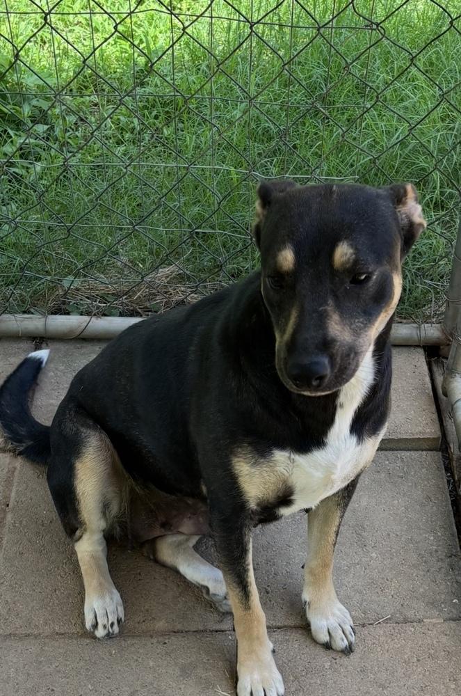 Holly - mama to 8, a Adoptable mixed breed in Lancaster, PA image 4/6