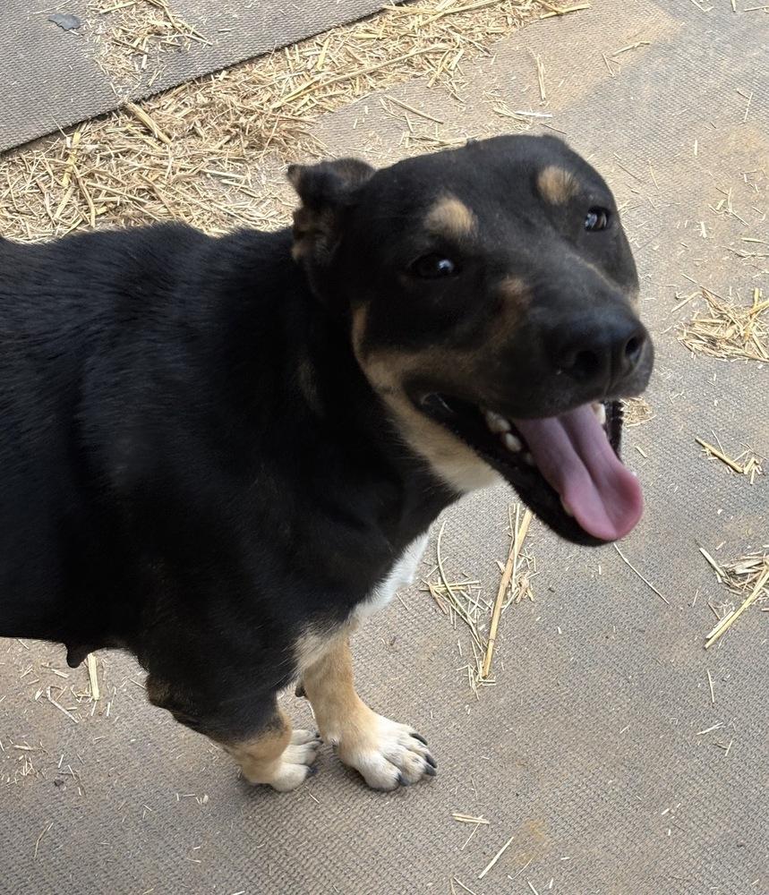 Holly - mama to 8, a Adoptable mixed breed in Lancaster, PA image 5/6