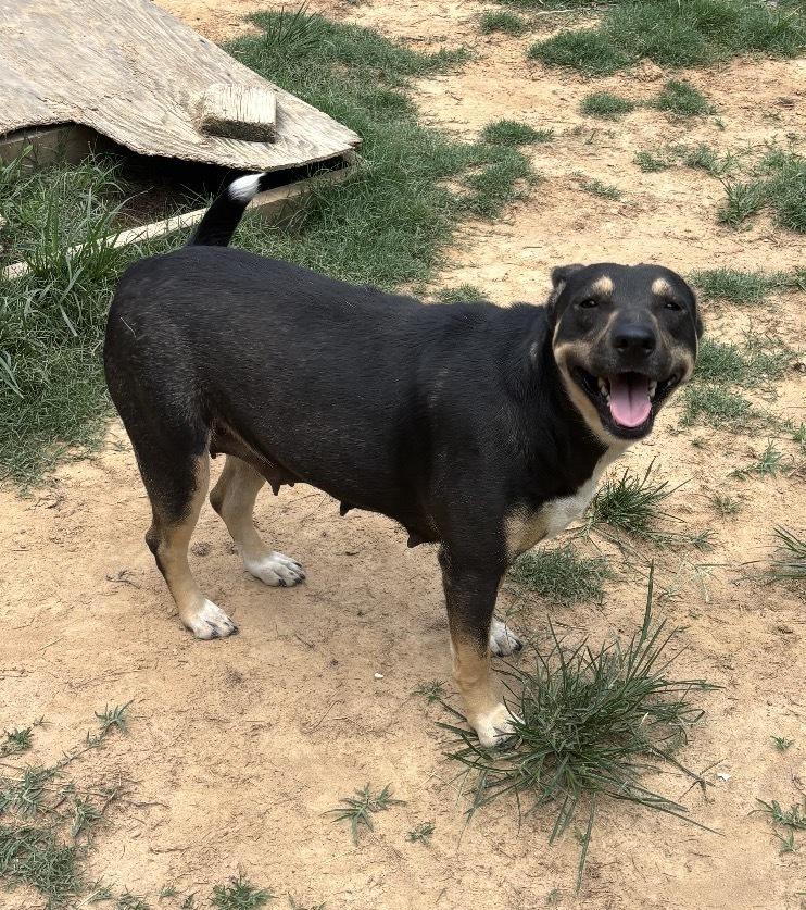Holly - mama to 8, a Adoptable mixed breed in Lancaster, PA image 6/6