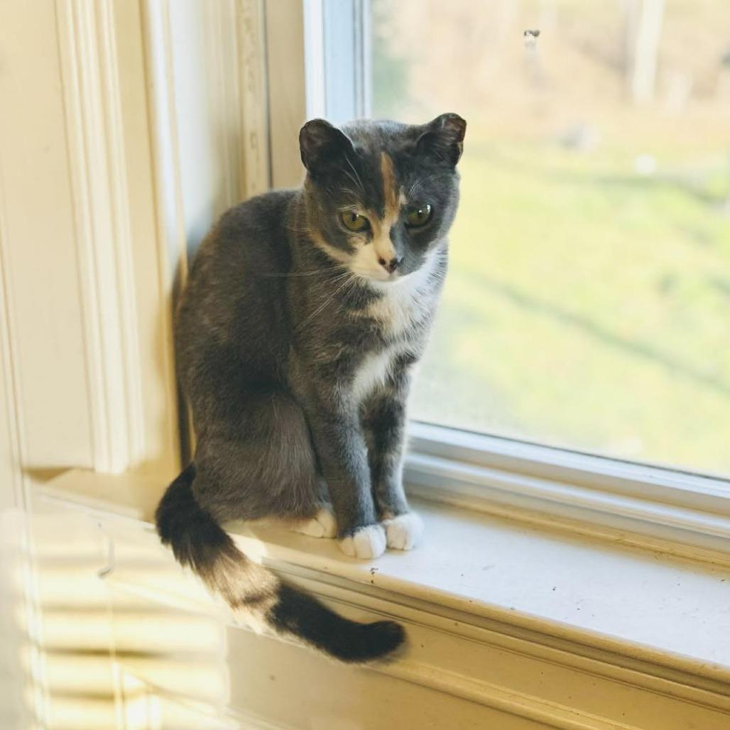 Enlarge Amelia Earhart, a Adoptable Domestic Short Hair in Jarrettsville, MD image 1/6