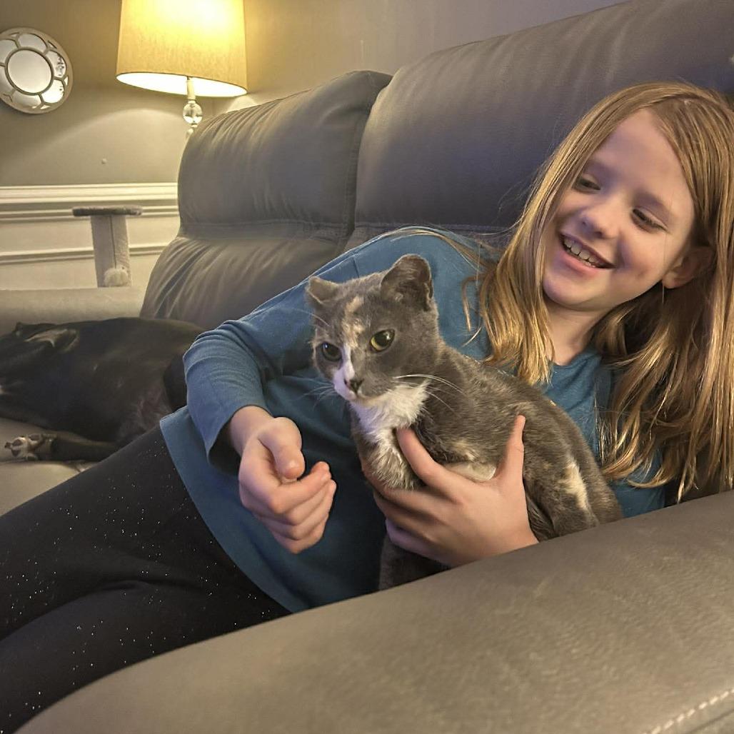 Enlarge Amelia Earhart, a Adoptable Domestic Short Hair in Jarrettsville, MD image 2/6