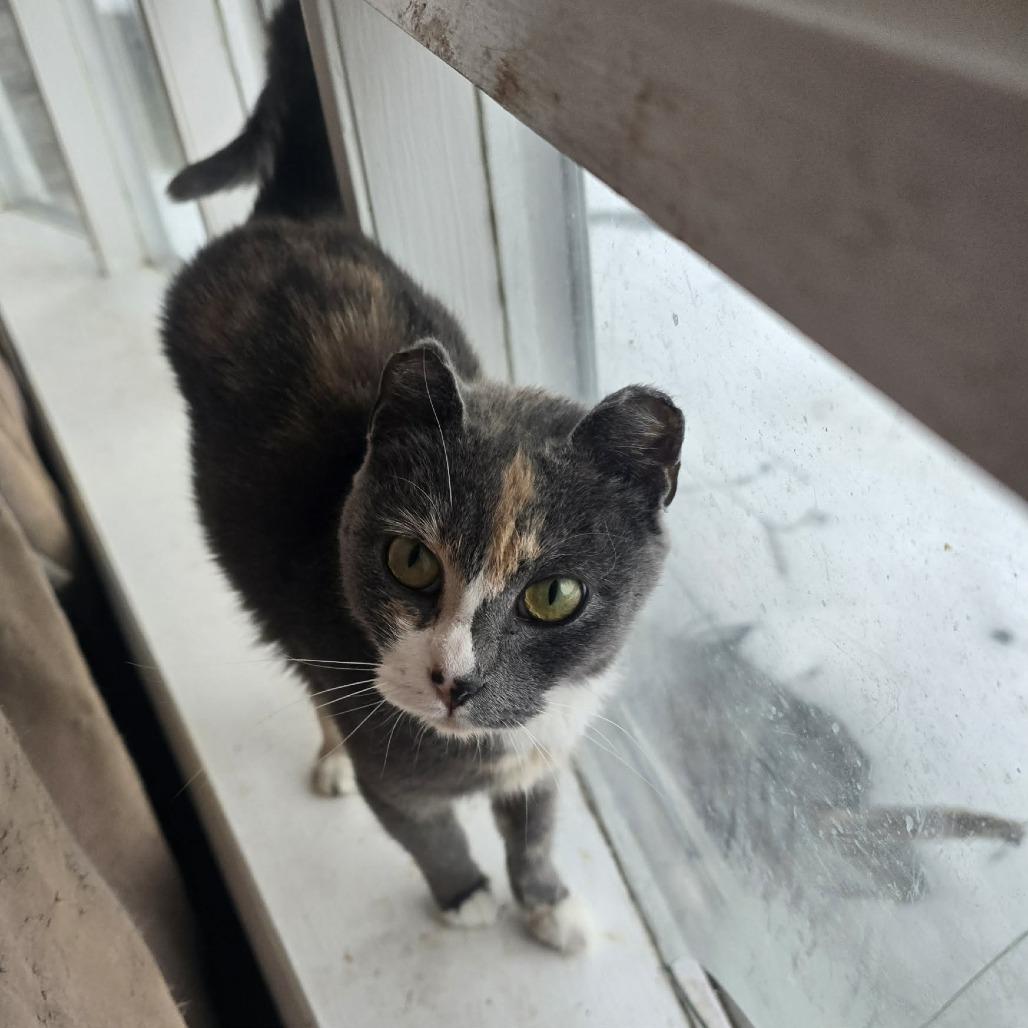 Amelia Earhart, Adoptable, Young Female Domestic Short Hair.