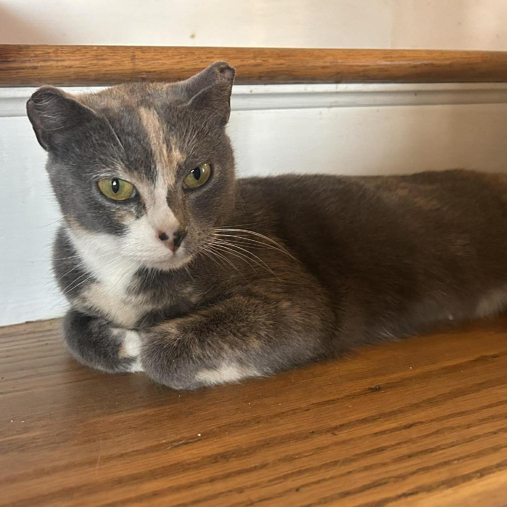 Enlarge Amelia Earhart, a Adoptable Domestic Short Hair in Jarrettsville, MD image 3/6