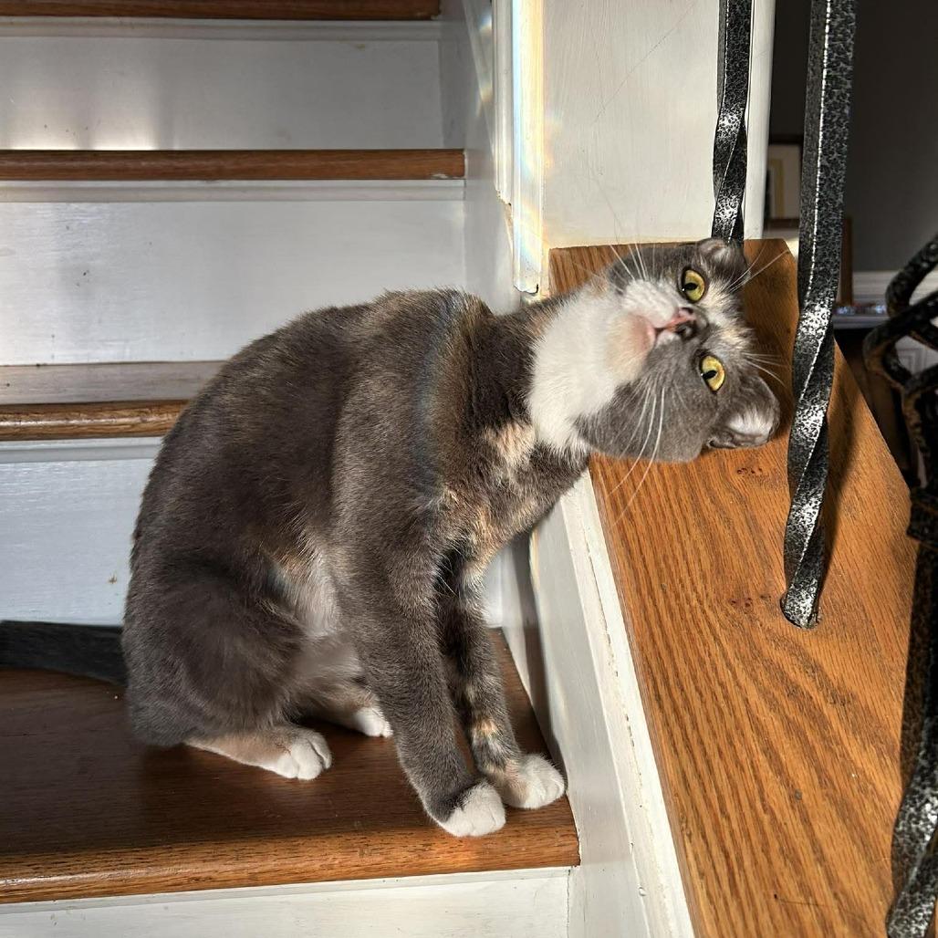 Enlarge Amelia Earhart, a Adoptable Domestic Short Hair in Jarrettsville, MD image 4/6