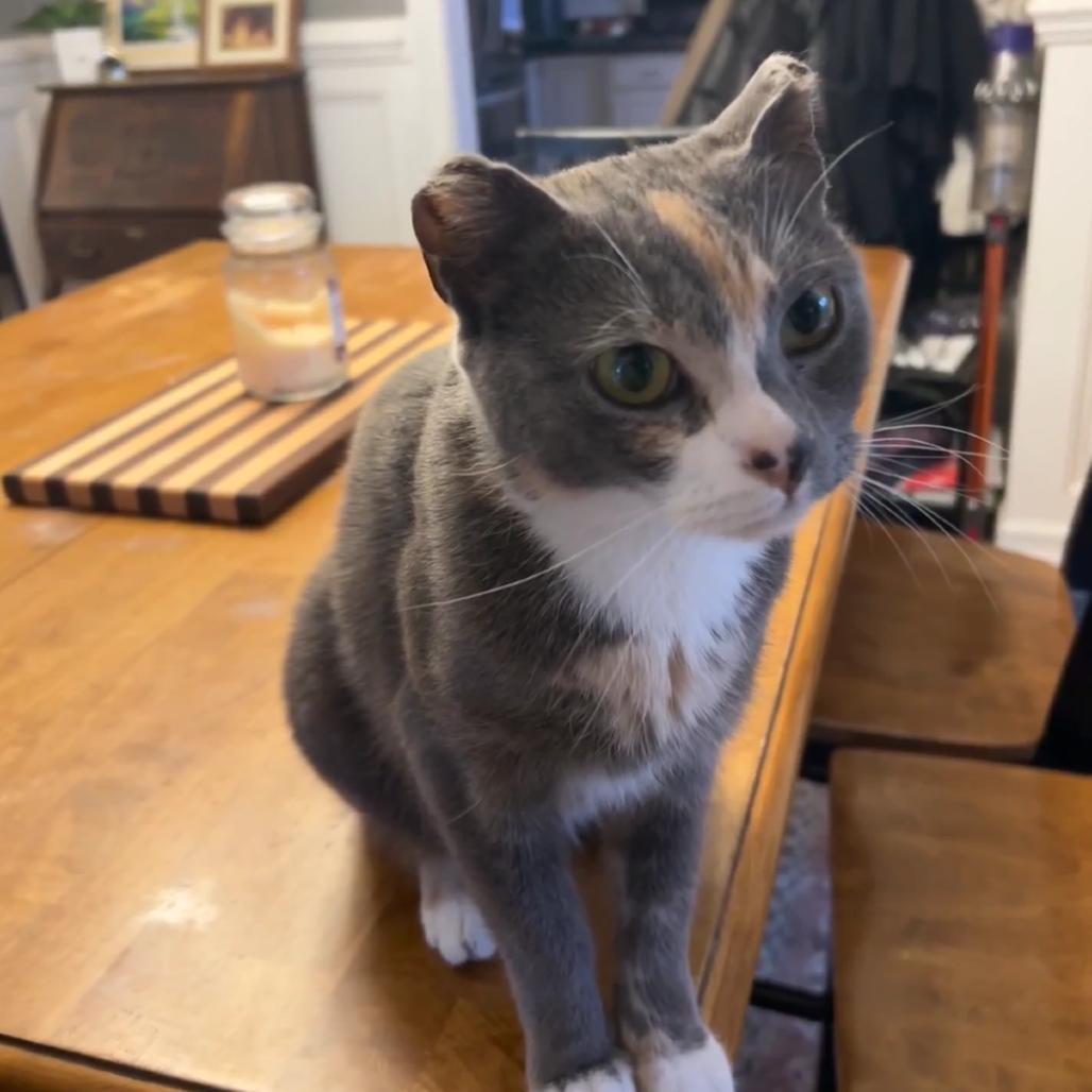 Enlarge Amelia Earhart, a Adoptable Domestic Short Hair in Jarrettsville, MD image 5/6