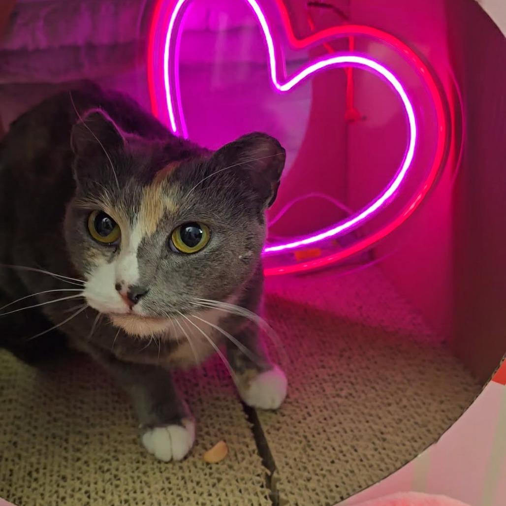 Enlarge Amelia Earhart, a Adoptable Domestic Short Hair in Jarrettsville, MD image 2/5