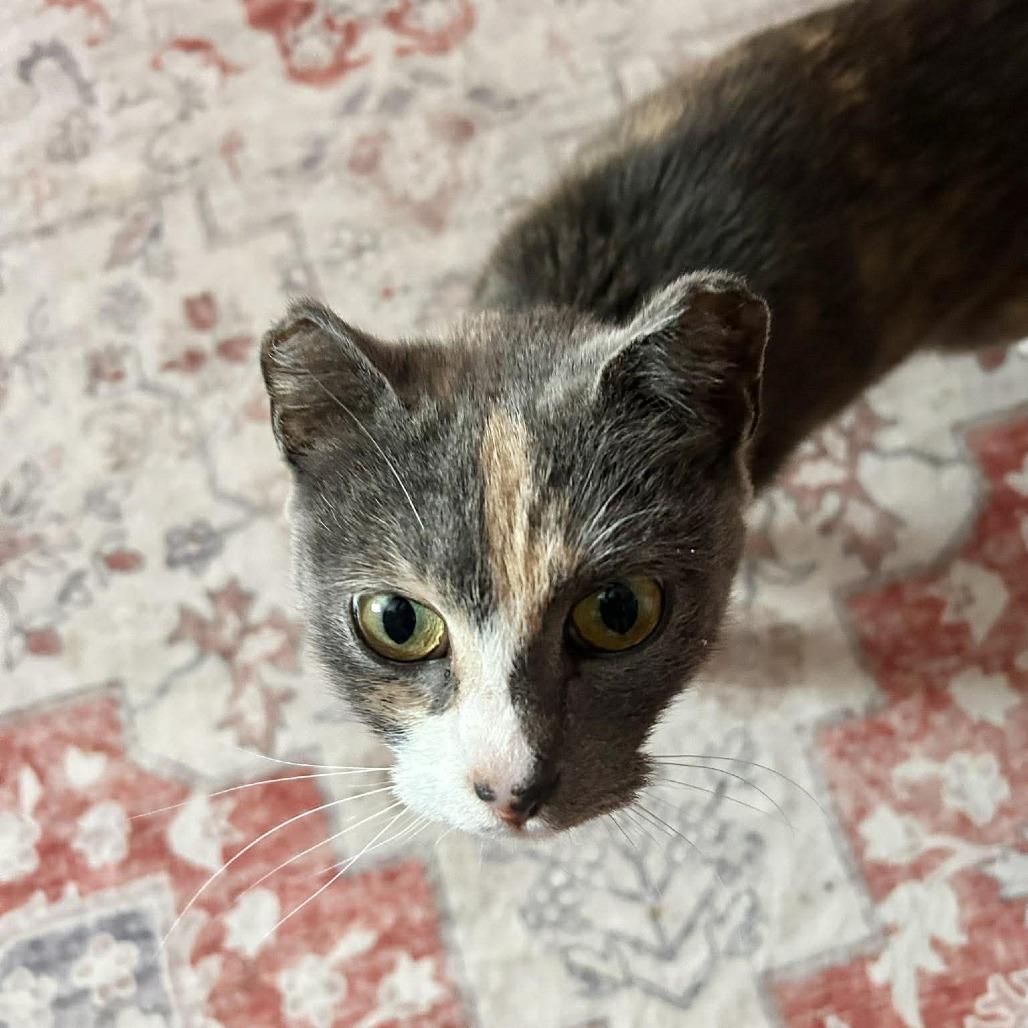 Enlarge Amelia Earhart, a Adoptable Domestic Short Hair in Jarrettsville, MD image 3/5