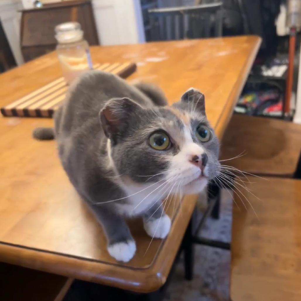 Enlarge Amelia Earhart, a Adoptable Domestic Short Hair in Jarrettsville, MD image 6/6