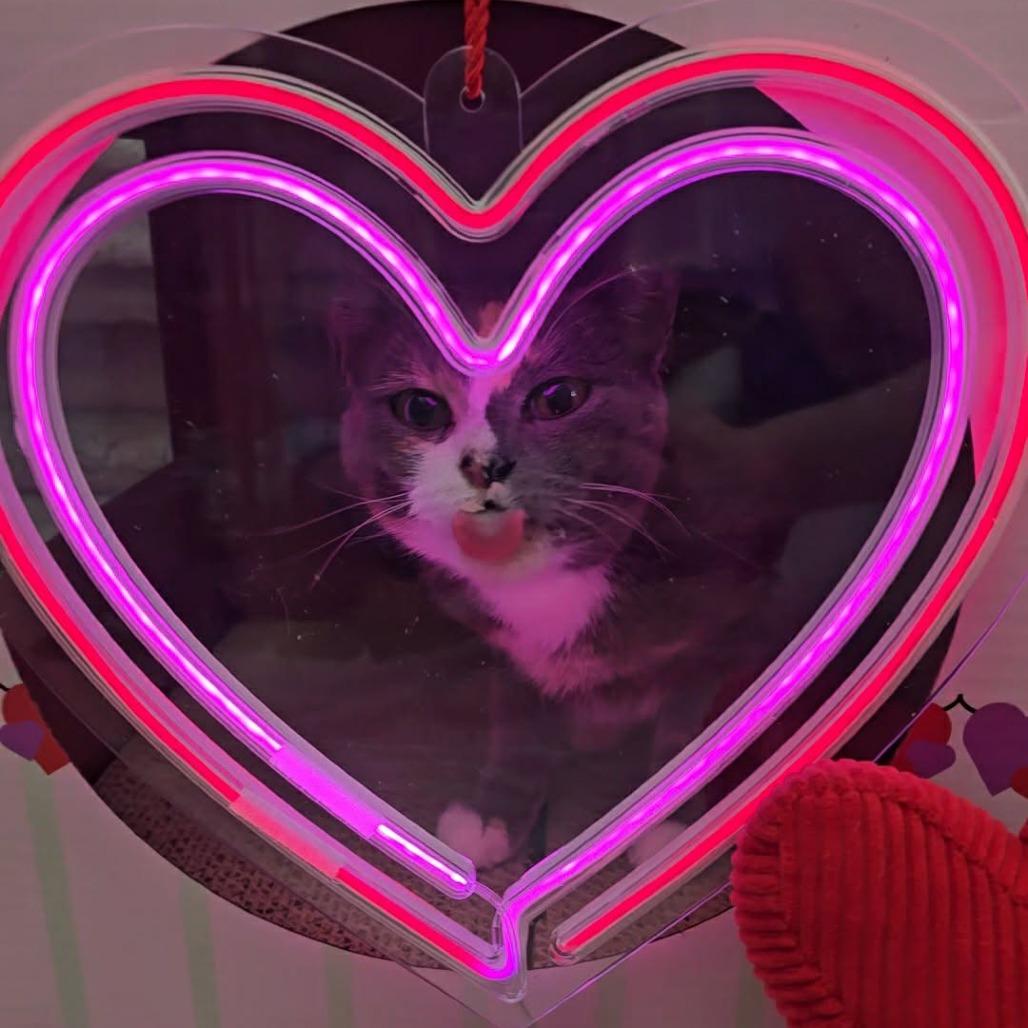 Enlarge Amelia Earhart, a Adoptable Domestic Short Hair in Jarrettsville, MD image 4/5