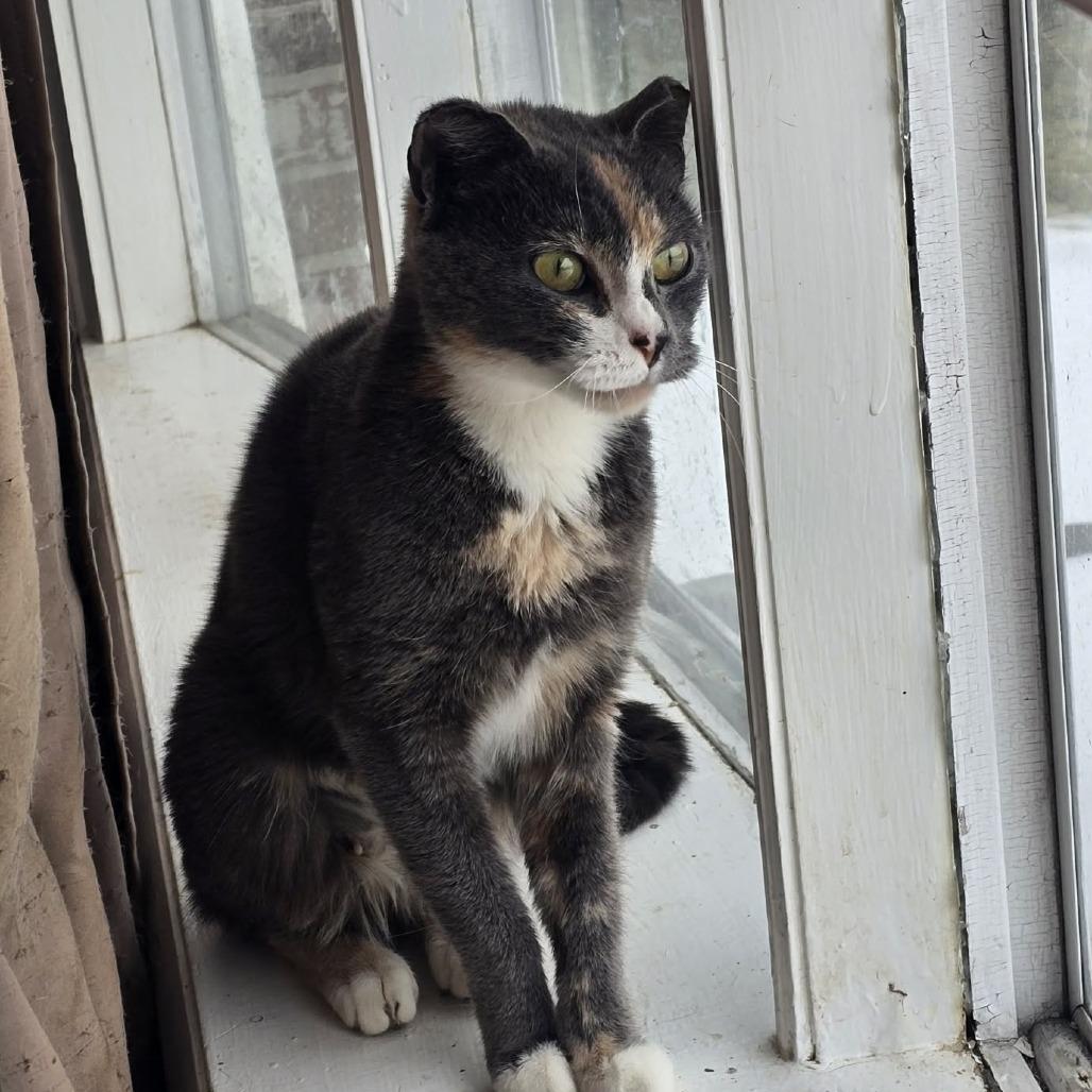 Enlarge Amelia Earhart, a Adoptable Domestic Short Hair in Jarrettsville, MD image 5/5