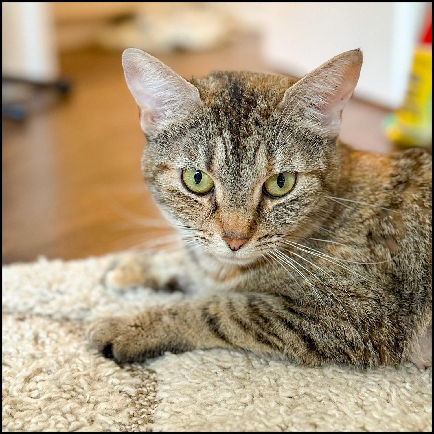Robyn, Adult Female unknown