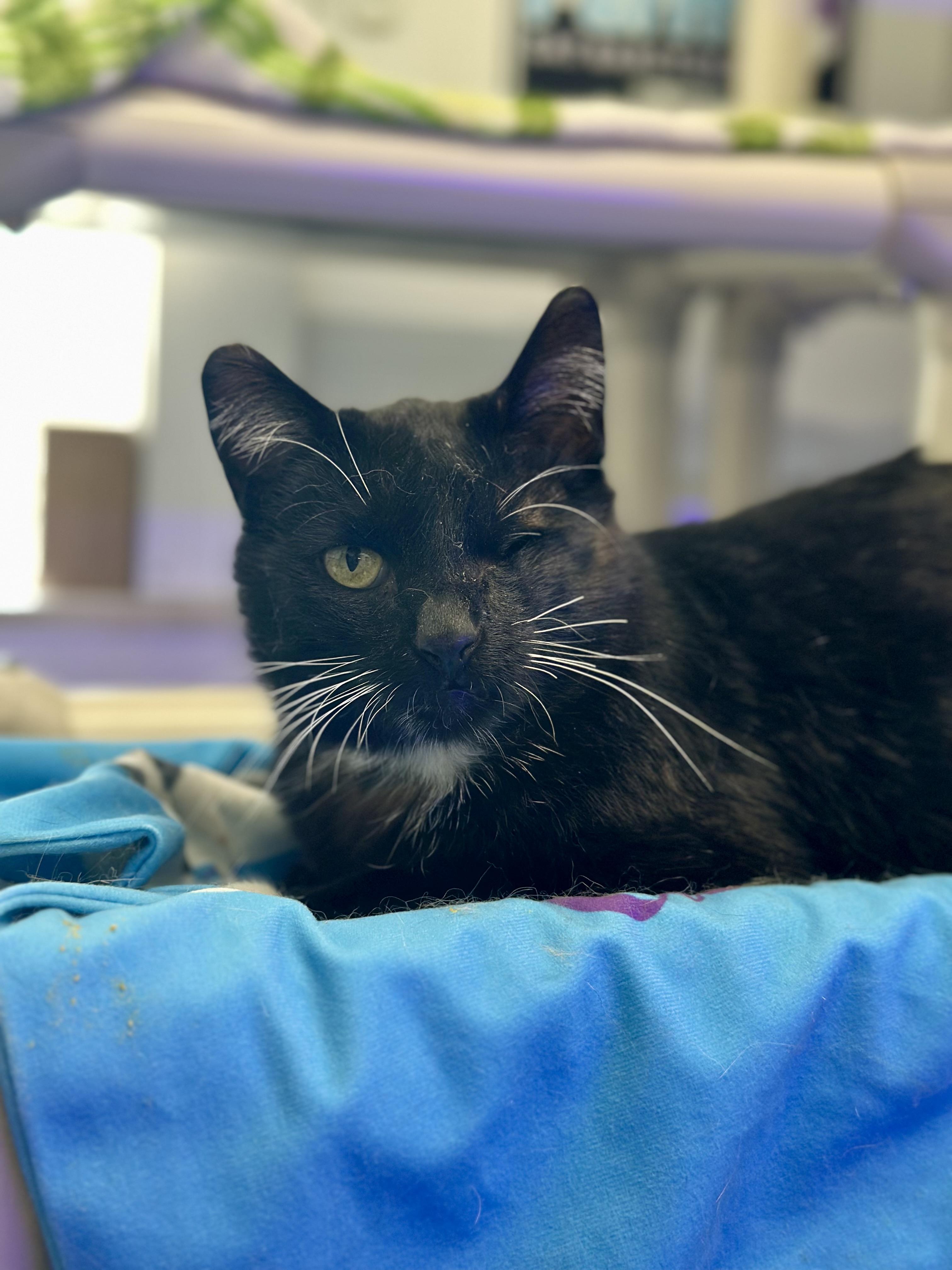 Blinkie, an adopted Domestic Short Hair in Faribault, MN image 2/2