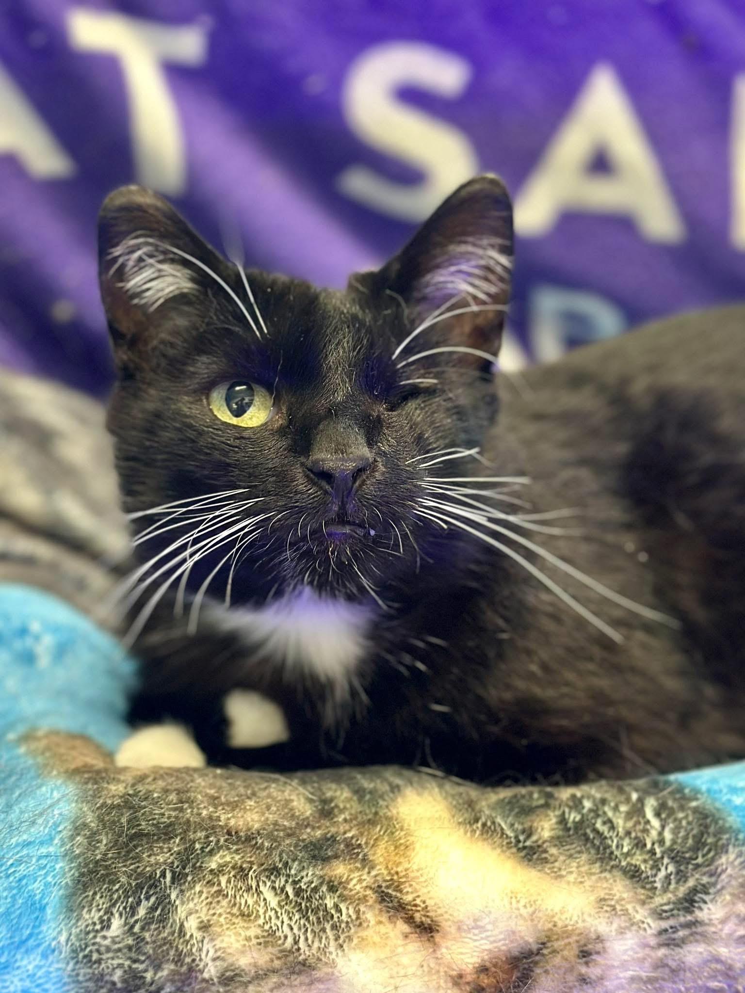 Blinkie, adopted, Adult Female Domestic Short Hair.