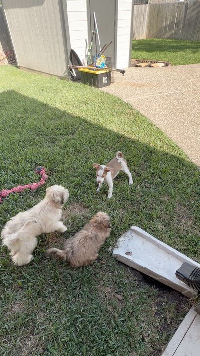 Enlarge Bridget and Charlotte, an adopted mixed breed in Central Islip, NY video 4/6