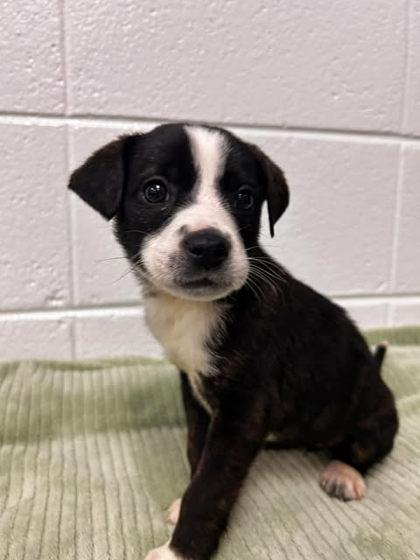 Matcha, Adoptable, Adult Female Terrier & Mixed Breed.