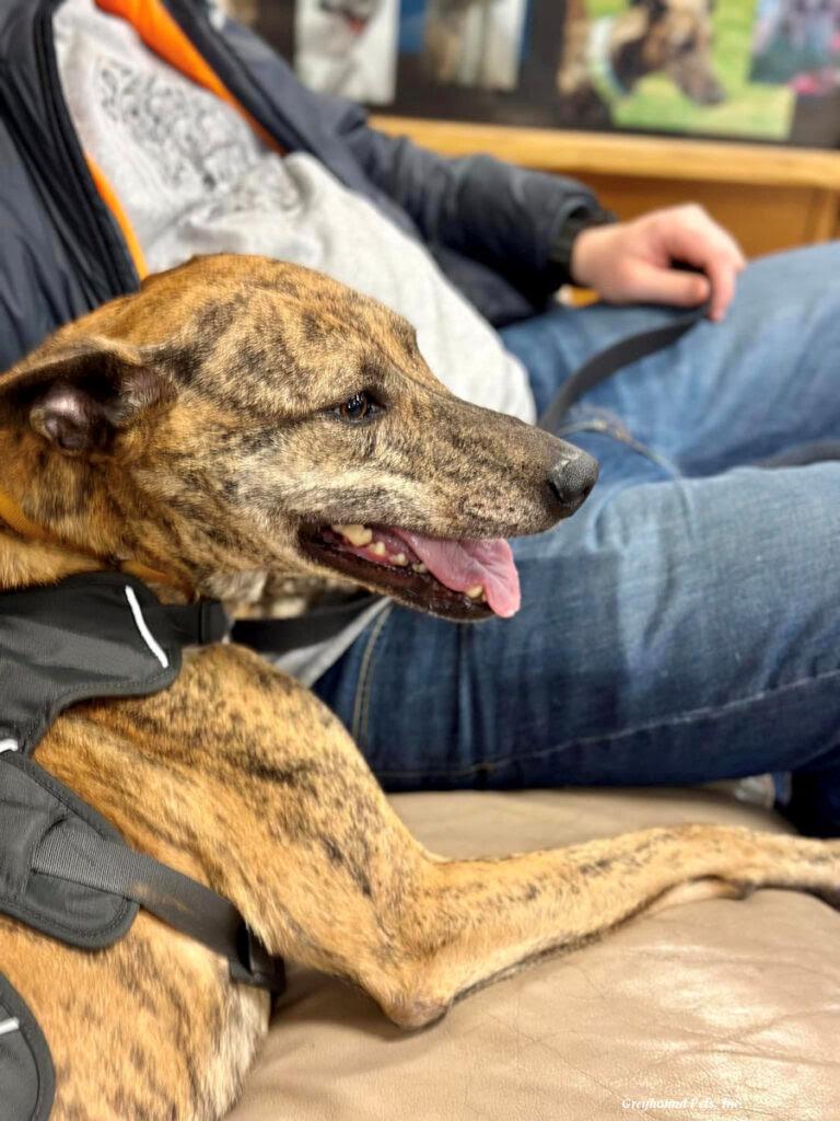 Rey  Super Smart thumbnail 4