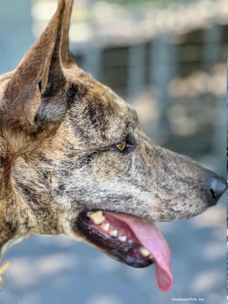 Rey  Super Smart thumbnail 5