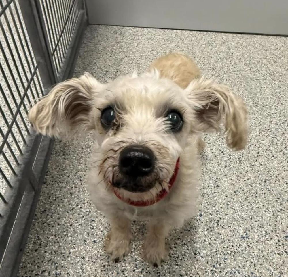 Cooper, Adopted, Senior Male Poodle.