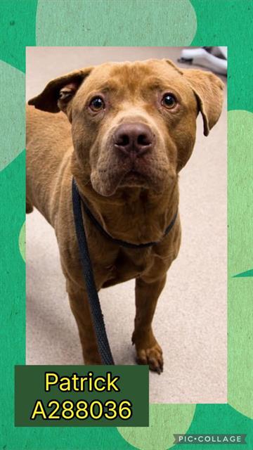 Enlarge PATRICK, a Adoptable Mixed Breed in Macon, GA image 1/1