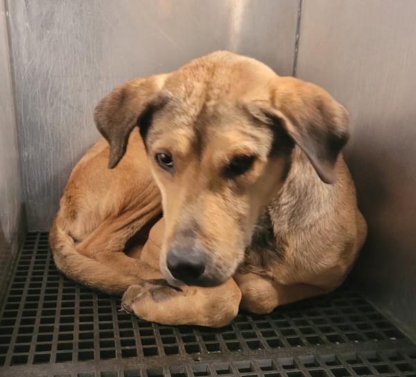 Enlarge Pen 114c Bodie, a Adoptable mixed breed in Lawrenceville, GA image 1/1