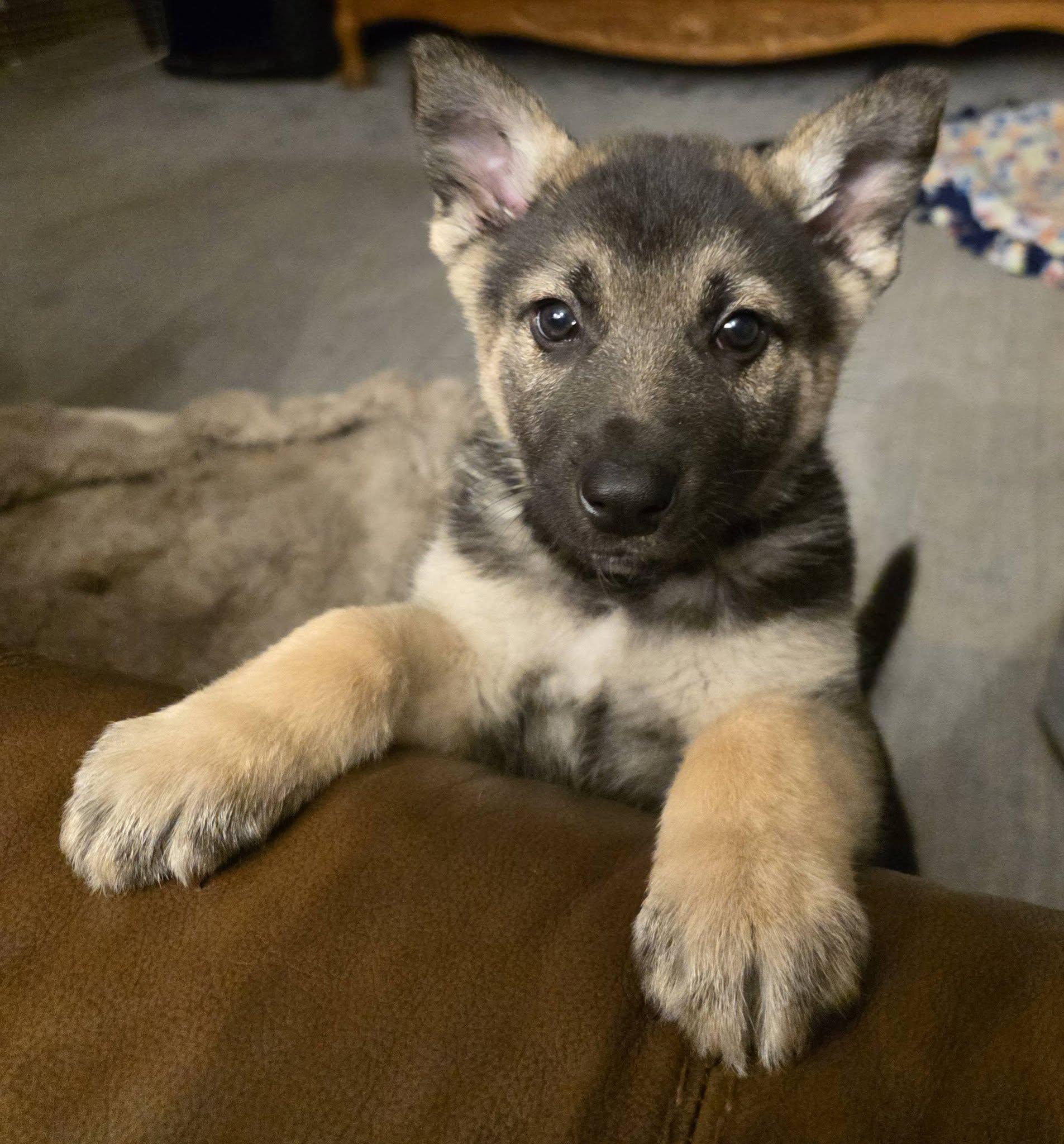 Enlarge Champagne, a Adoptable mixed breed in West Richland, WA image 1/6
