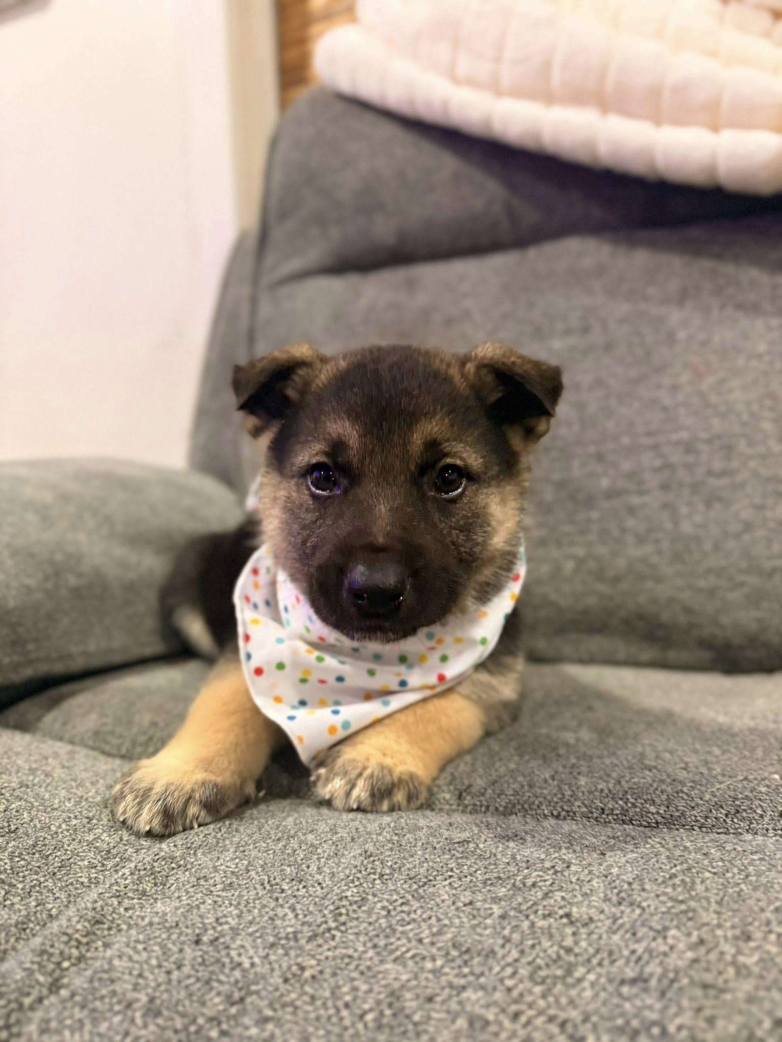 Champagne, Adoptable, Puppy Male Husky & German Shepherd Dog.