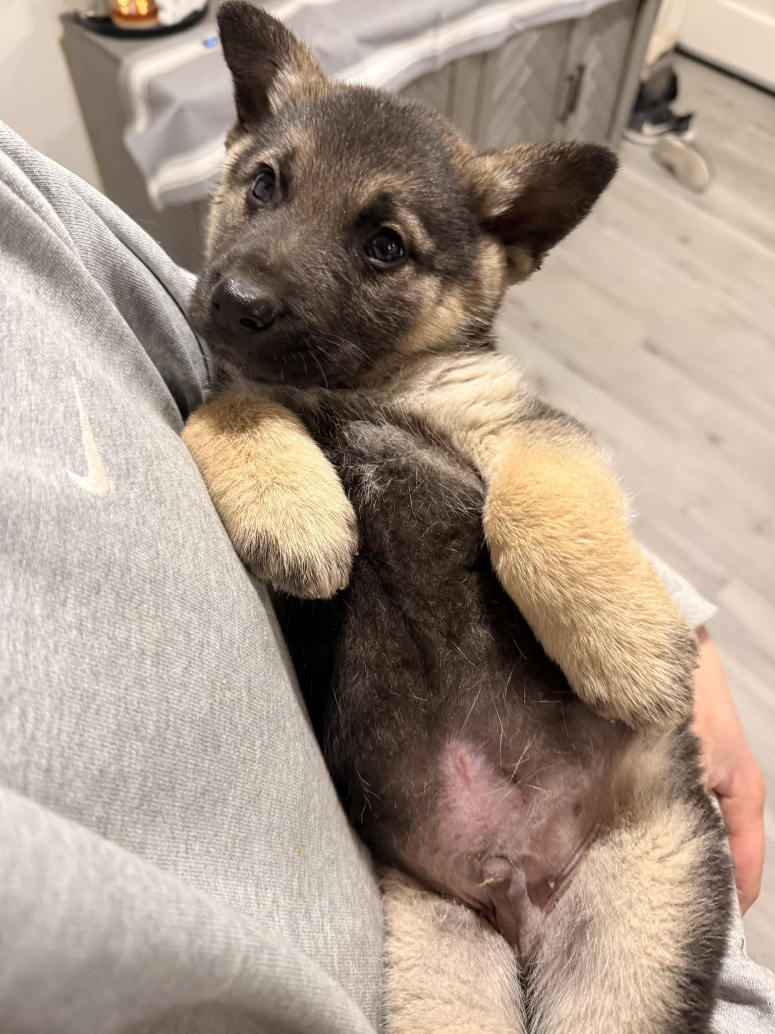 Enlarge Champagne, a Adoptable mixed breed in West Richland, WA image 2/6