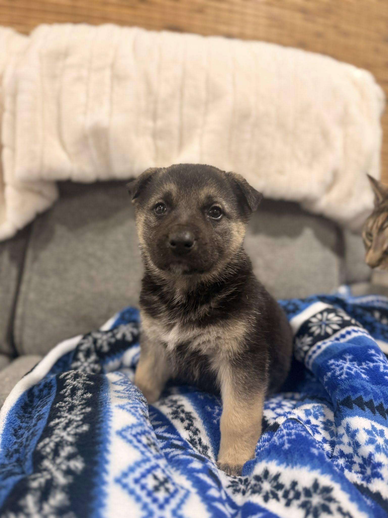 Enlarge Champagne, a Adoptable mixed breed in West Richland, WA image 3/6