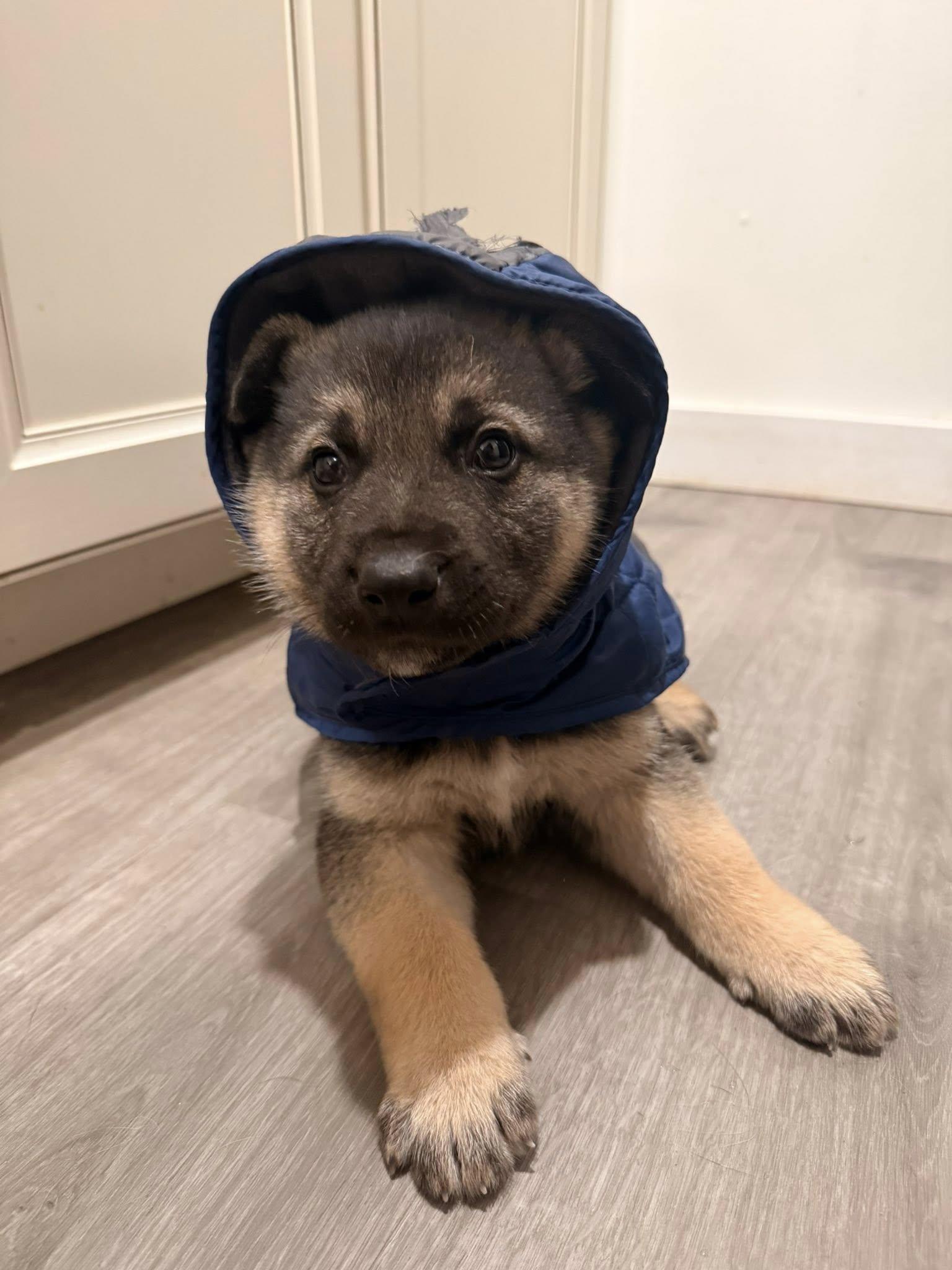 Enlarge Champagne, a Adoptable mixed breed in West Richland, WA image 4/6