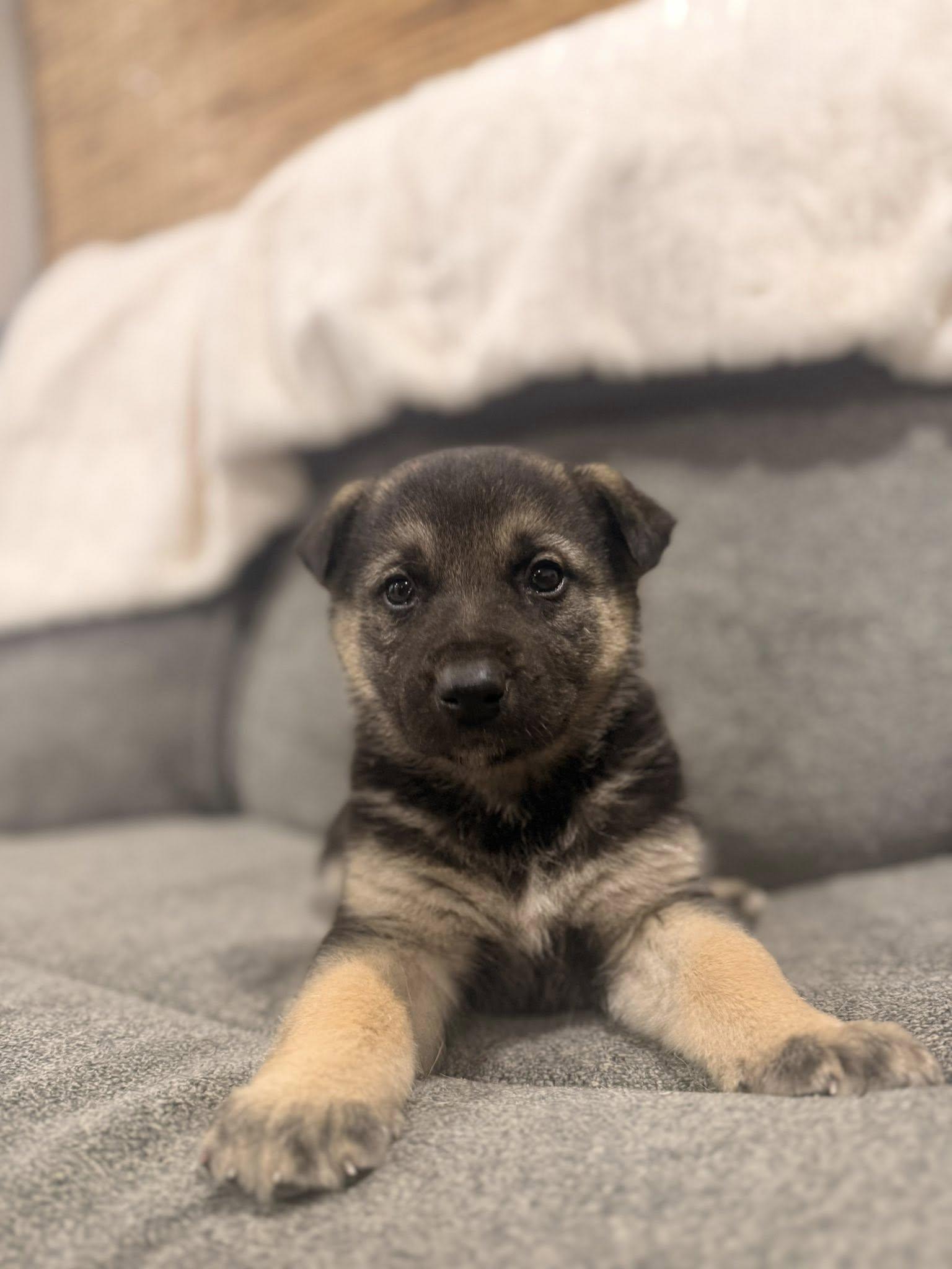 Enlarge Champagne, a Adoptable mixed breed in West Richland, WA image 5/6