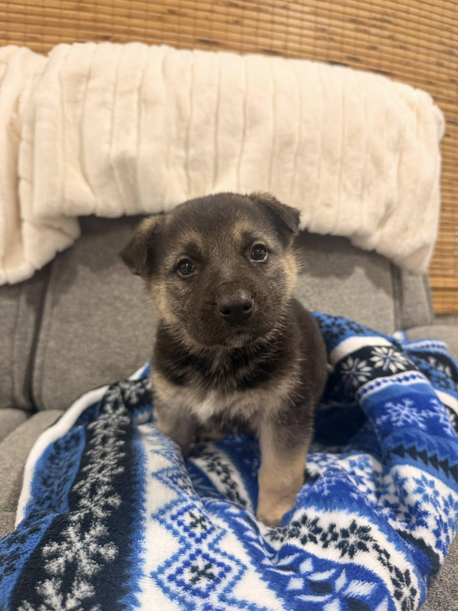 Enlarge Champagne, a Adoptable mixed breed in West Richland, WA image 6/6